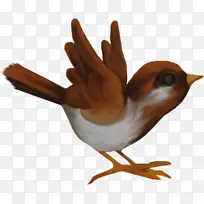 喙动物群羽毛鸡作为食物.羽毛-空若网 喙动物群羽毛鸡作为食物.羽毛-空若网