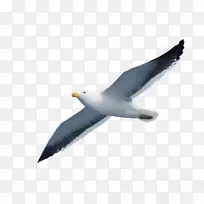 海鸥海鸟海鸥-空若网 海鸥海鸟海鸥-空若网