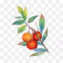 樱桃果图-手绘樱桃树-空若网 樱桃果图-手绘樱桃树-空若网