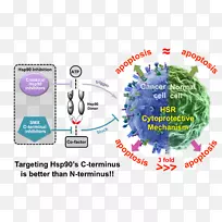 hsp 90抑制剂-c-末端-空若网 hsp 90抑制剂-c-末端-空若网