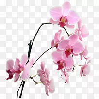 桌面壁纸动画-空若网 桌面壁纸动画-空若网