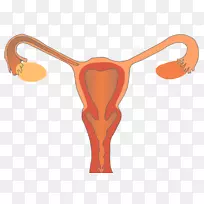 女性生殖系统生殖健康妇女-妇女-空若网 女性生殖系统生殖健康妇女-妇女-空若网