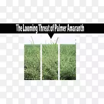 能源草角品牌能源-空若网 能源草角品牌能源-空若网