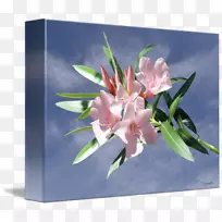 花卉设计美人蕉切花花瓣-空若网 花卉设计美人蕉切花花瓣-空若网