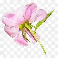 花瓣海滩玫瑰花玫瑰花-空若网 花瓣海滩玫瑰花玫瑰花-空若网