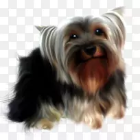 约克郡猎犬,澳大利亚丝状猎犬,澳大利亚猎犬,莫基,伴犬-小狗-空若网 约克郡猎犬,澳大利亚丝状猎犬,澳大利亚猎犬,莫基,伴犬-小狗-空若网