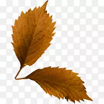 落叶嫩叶-空若网 落叶嫩叶-空若网