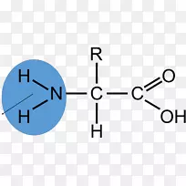 氨基酸生物化学化合物胺基-空若网 氨基酸生物化学化合物胺基-空若网