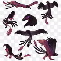 喙类动物羽毛-空若网 喙类动物羽毛-空若网