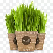 轡¿µ³èÎïèÎÑÅÌÏã¸ù²Ýè-¿ÕÈôÍø 轡¿µ³èÎïèÎÑÅÌÏã¸ù²Ýè-¿ÕÈôÍø