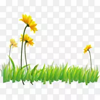 水仙区系黄色野花壁纸漆绿花-空若网 水仙区系黄色野花壁纸漆绿花-空若网