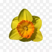 开花植物草本植物-空若网 开花植物草本植物-空若网