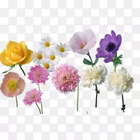 牡丹切花草本植物一年生植物菊花-空若网 牡丹切花草本植物一年生植物菊花-空若网