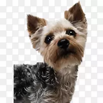 Լ�˿���Ȯ��ʿ�����˹��Ȯ��С�������ﹷ��ѵ����Ӱ-��ѵĹ�������-������