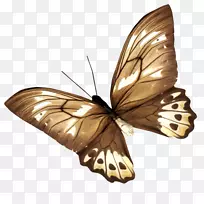 帝王蝶,毛茸茸的蝴蝶,飞蛾-蝴蝶-空若网 帝王蝶,毛茸茸的蝴蝶,飞蛾-蝴蝶-空若网