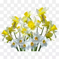 野生水仙花-空若网 野生水仙花-空若网