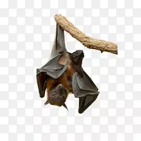 蝙蝠鼻子飞狐-空若网 蝙蝠鼻子飞狐-空若网