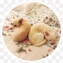 С����ͥ�����ȱ�������-С��-������