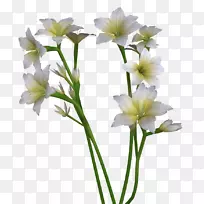 切花植物茎花瓣开花植物-复活节百合-空若网 切花植物茎花瓣开花植物-复活节百合-空若网