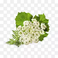 花卉药用植物花卉设计-空若网 花卉药用植物花卉设计-空若网