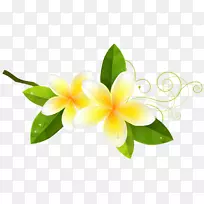 玫瑰花郁金香-空若网 玫瑰花郁金香-空若网