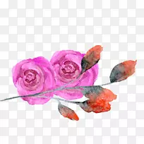 花园玫瑰创意水彩透明水彩画玫瑰红花水彩画-空若网 花园玫瑰创意水彩透明水彩画玫瑰红花水彩画-空若网