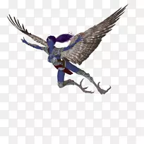 猛禽喙羽鸟-空若网 猛禽喙羽鸟-空若网