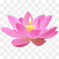 Nelumbo nucifera Proteales������-��ױƷ��-������