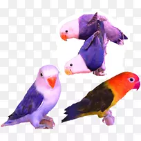 ���Ļ��찮��С���ķ�����İ���-������