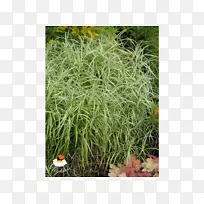 �ݱ���ľ-������