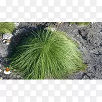 植物群落草本植物-空若网 植物群落草本植物-空若网