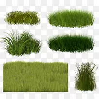 香根草灌木丛-空若网 香根草灌木丛-空若网