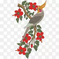 伯克的鹦鹉,澳大利亚国王鹦鹉-鹦鹉-空若网 伯克的鹦鹉,澳大利亚国王鹦鹉-鹦鹉-空若网