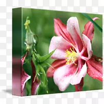 ����ֲ��-������