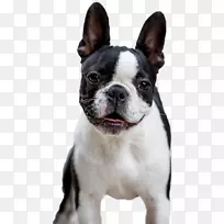 法国斗牛犬波士顿猎犬澳大利亚牧羊犬玩具斗牛犬品种-澳大利亚牧羊犬-空若网 法国斗牛犬波士顿猎犬澳大利亚牧羊犬玩具斗牛犬品种-澳大利亚牧羊犬-空若网