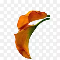 花水彩画花瓣博客-花-空若网 花水彩画花瓣博客-花-空若网