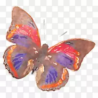 蝴蝶水彩画-水彩画蝴蝶-空若网 蝴蝶水彩画-水彩画蝴蝶-空若网