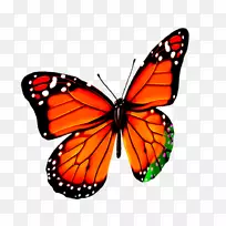 帝王蝶-创造蝴蝶-空若网 帝王蝶-创造蝴蝶-空若网