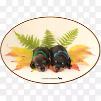 С����ֳ����-С��-������