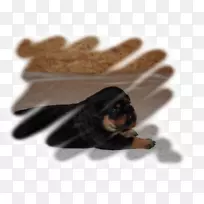 小狗繁殖昆虫鼻子-小狗-空若网 小狗繁殖昆虫鼻子-小狗-空若网