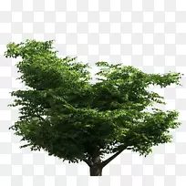 树枝数字图像树-空若网 树枝数字图像树-空若网