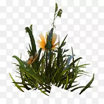 ������Ʋݱ�ֲ�ﾥ������ħ������-������