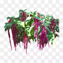 品红紫红色花盆蔬菜-空若网 品红紫红色花盆蔬菜-空若网