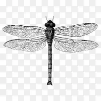 昆虫蜻蜓剪贴画.蜻蜓黑白-空若网 昆虫蜻蜓剪贴画.蜻蜓黑白-空若网