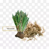 Ïã¸ù²Ý¾«ÓÍ-¿ÕÈôÍø Ïã¸ù²Ý¾«ÓÍ-¿ÕÈôÍø