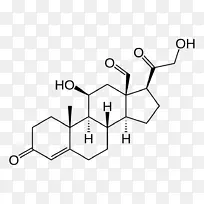 醛固酮盐皮质激素肾素血管紧张素系统肾上腺皮质结构-科学-空若网 醛固酮盐皮质激素肾素血管紧张素系统肾上腺皮质结构-科学-空若网