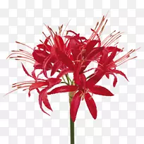 花卉设计切花植物茎花瓣花-空若网 花卉设计切花植物茎花瓣花-空若网