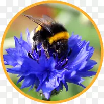 ��Ʒ䡢�۷䡢���桢������-�۷�-������