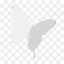 蝴蝶蛾白色纹理白色蝴蝶-空若网 蝴蝶蛾白色纹理白色蝴蝶-空若网