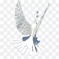 鹰嘴羽毛鹰-空若网 鹰嘴羽毛鹰-空若网